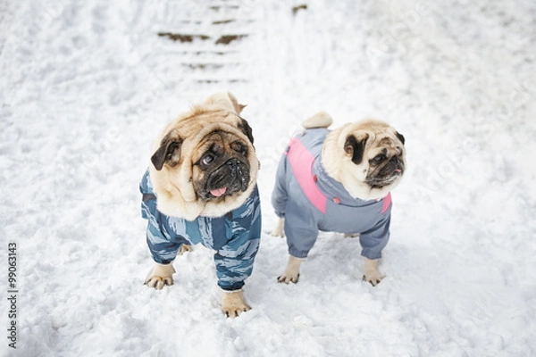 Obraz Two pugs in clothing