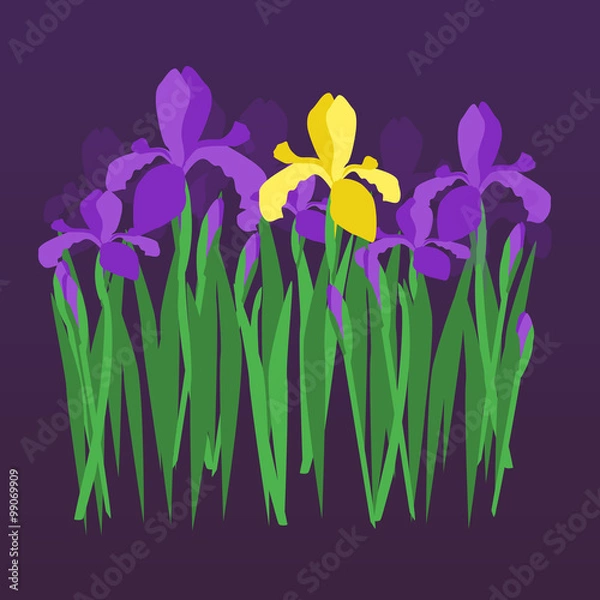 Fototapeta Vector Violet i żółte tęczówki na ciemnym gradientowym tle. Kwiatowy projekt zaproszenia, karty z życzeniami, ślub, urodziny, Walentynki; tekstylia i materiał, owijanie i naklejki