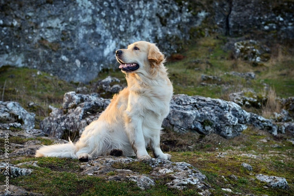 Obraz Golden Retriever