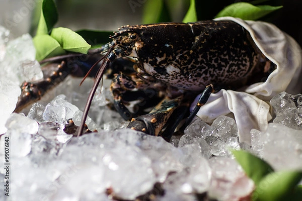 Fototapeta Chilled shellfish on ice