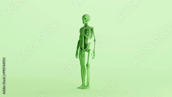 Fototapeta Green skeleton muscles anatomy model study mannequin monochrome pale mint green front quarter left view background 3d illustration render digital rendering