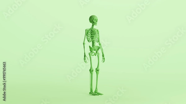 Fototapeta Green skeleton anatomy model muscles study mannequin monochrome pale mint green background front quarter right view 3d illustration render digital rendering