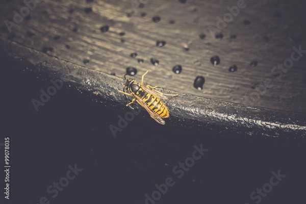 Fototapeta Wasp on Black Surface
