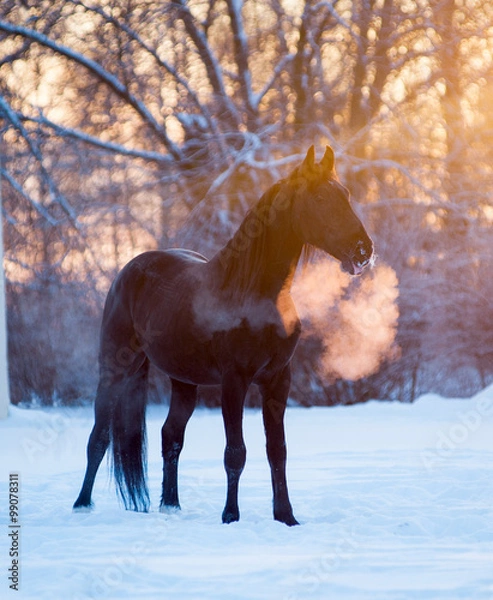 Obraz black horse in winter day
