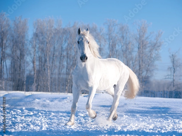 Obraz white horse runs in sunny winter day