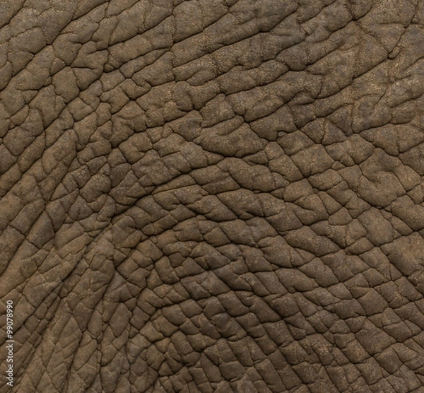 Obraz texture elephant skin