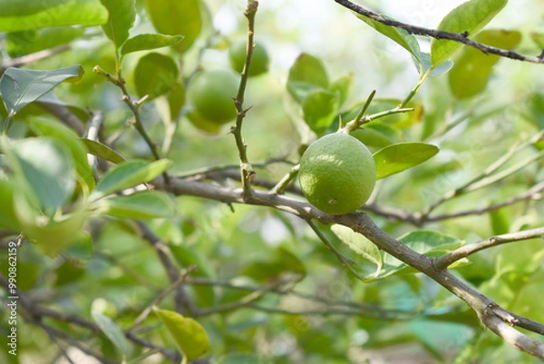 Fototapeta fresh lemon on plant closeup, Close-up Lemon fruit hanging on tree, photo of fresh lemons plants, Bunch of fresh ripe lemons on a lemon tree branch, Ripe fresh lemon hangs on tree branch in sunshine. 