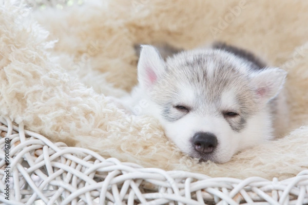 Obraz Cute Siberian husky puppy