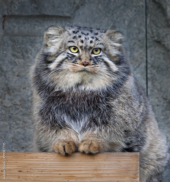 Fototapeta Animal portrait of a Pallas' cat, or manul cat, or otocolobus manul, or asian wild cat, or Felis manul. Cute and cuddly small beast, like plush toy. Very beautiful, but extremely wild creature.