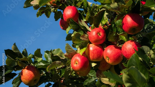 Obraz Red apples on tree ready to be harvested. Ripe red apple fruits in an apple orchard