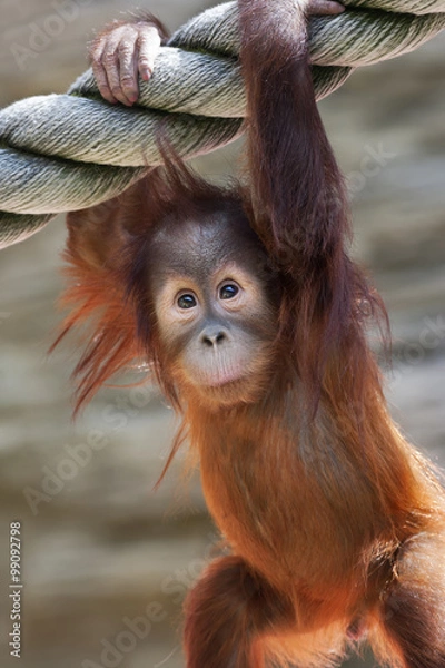 Fototapeta Stare of an orangutan baby, hanging on thick rope. A little great ape is going to be an alpha male. Human like monkey cub in shaggy red fur.