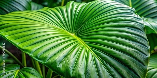 Fototapeta Tall and slender, the leaf's curved shape cradles deep ribs, textural ridges that evoke a sense of ancient