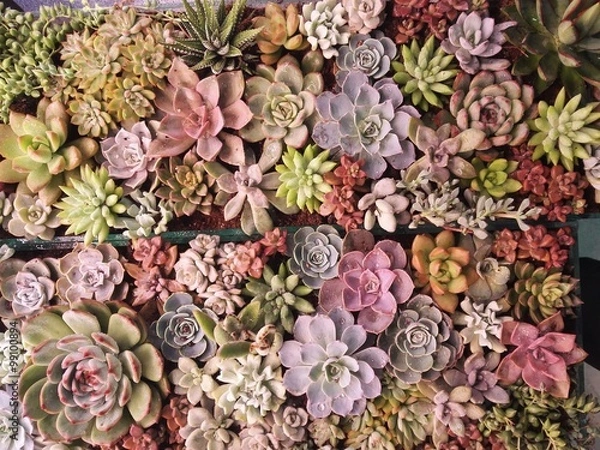 Fototapeta 多肉植物