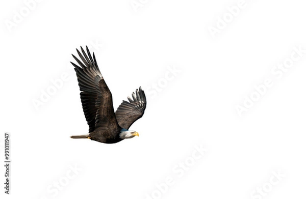 Fototapeta Bald Eagle in Flight Close-up - transparent