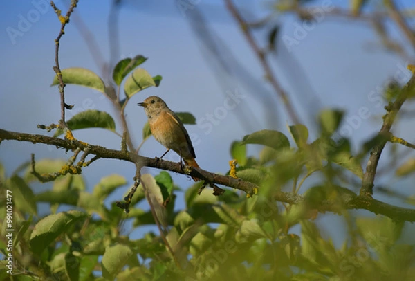 Obraz Ein Gartenrotschwänzchen Weibchen sitzt auf den Ästen eines Obstbaumes bei blauen Himmel.