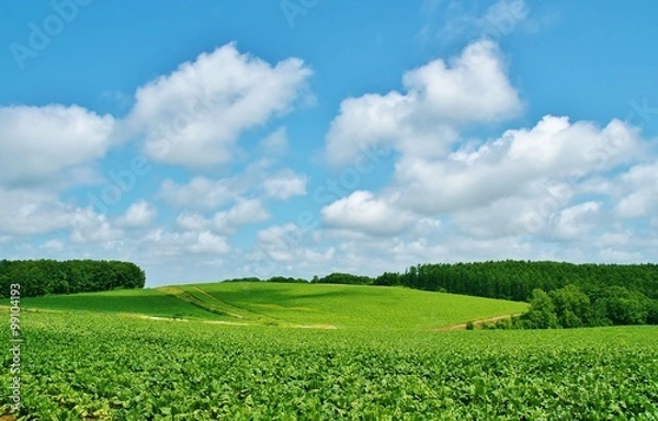 Fototapeta 畑と雲