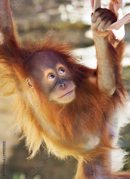 Fototapeta Look up of an orangutan baby in backlight. A little great ape is going to be an alpha male. Human like monkey cub in shaggy red fur. Beauty of the wildlife.