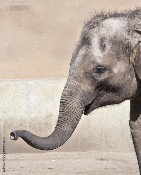 Fototapeta The head of a young Asiatic or Indian elephant female, Elephas maximus, with stretched forward trunk. Side face portrait of a huge, but cute and cuddly animal. Charm of the wildlife.