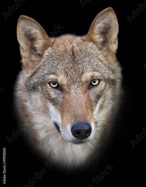 Fototapeta Head and neck of a young european wolf female, isolated on black background. Face portrait of a forest dangerous beast, Canis lupus lupus, on blur background. Beauty of the wildlife.