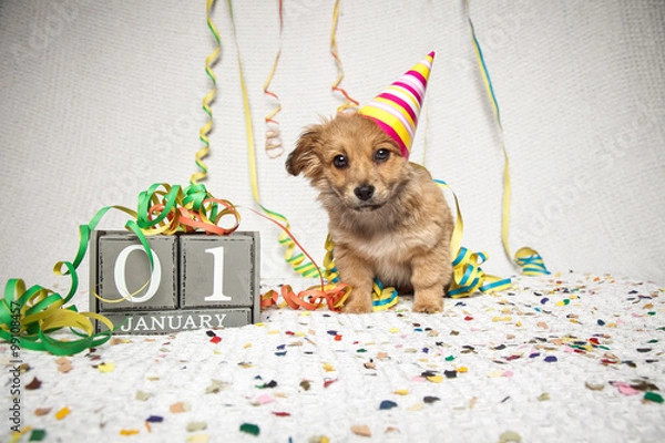 Obraz Hund feiert Silvester