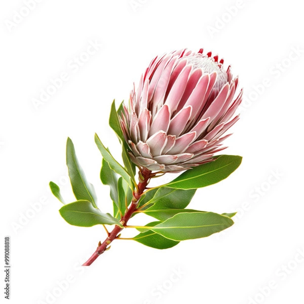 Fototapeta Pink Protea Flower with Green Leaves Isolated on White Background