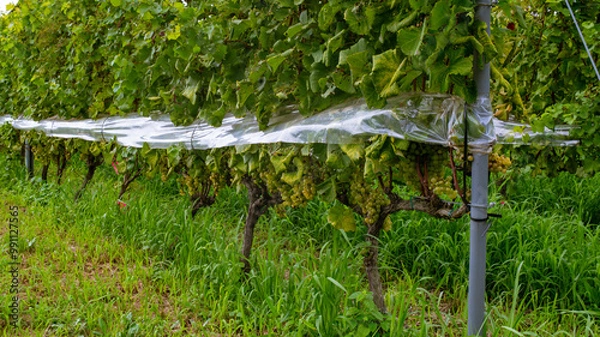 Obraz 葡萄畑の実り