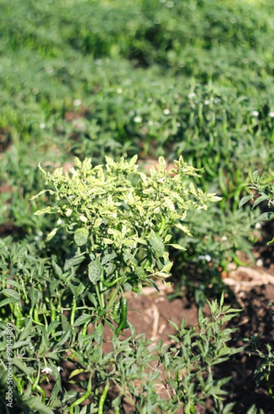 Obraz Photo of curly chili plants affected by the Gemini virus which belongs to the Begomovirus genus and the Geminiviridae family.