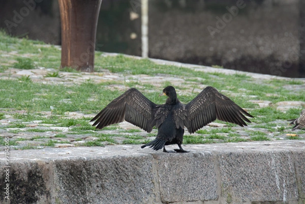 Fototapeta Cormoran venant se sécher les ailes sur les quai du port de Calais