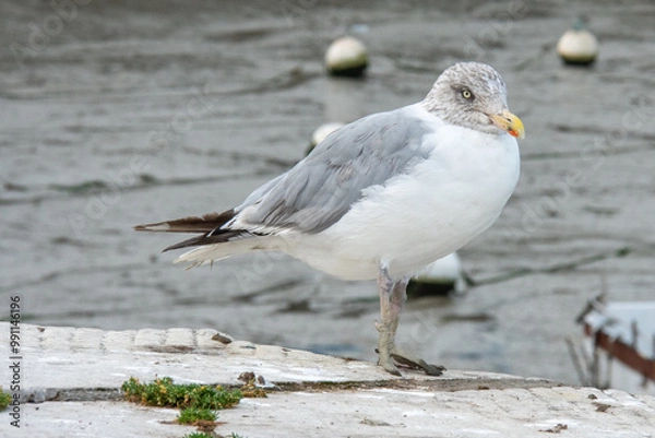 Fototapeta Goéland argenté juvénile