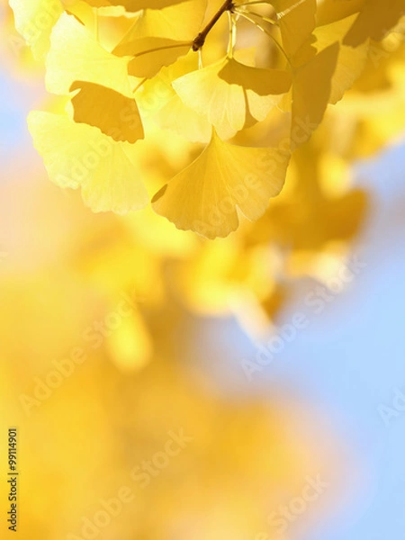 Obraz イチョウ　黄葉