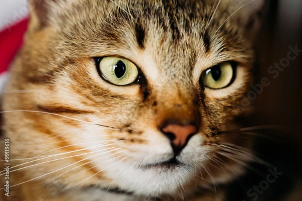 Obraz Portrait Peaceful Tabby Kitten Cat