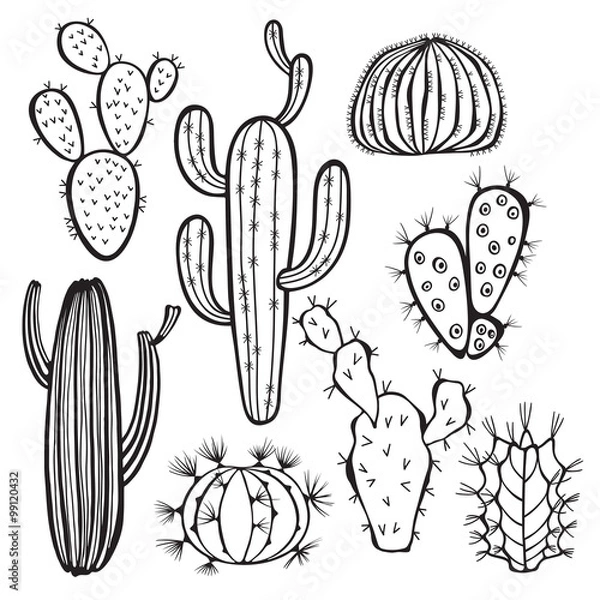 Fototapeta Cactus isolated on white background. Vector,  hand drawn set.