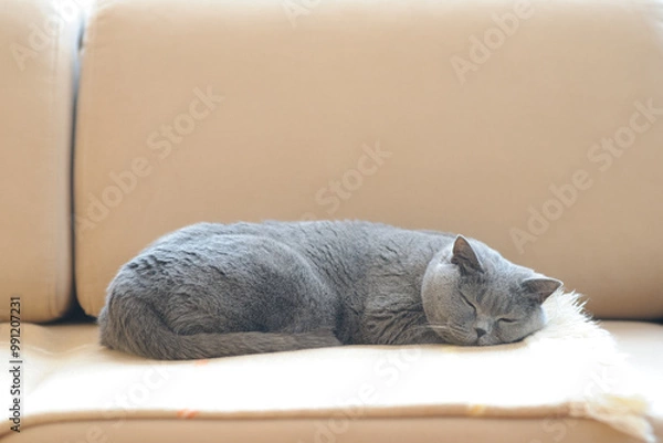 Obraz British shorthair cat sleeping on sofa.