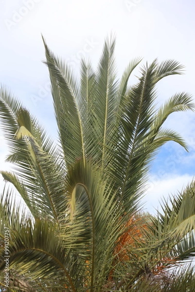 Fototapeta date palm tree leaves against blue sky