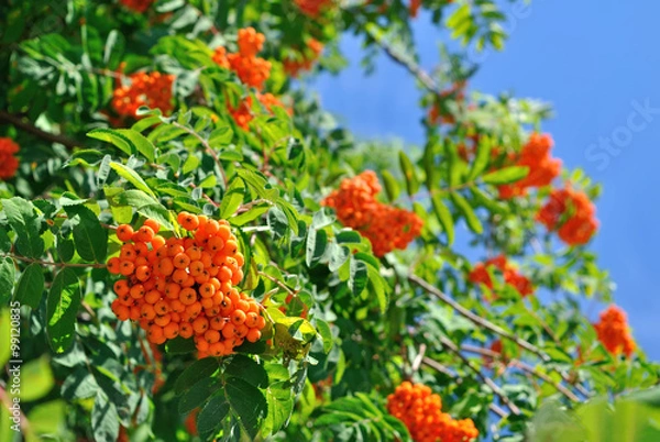 Obraz rowan berries against the sky