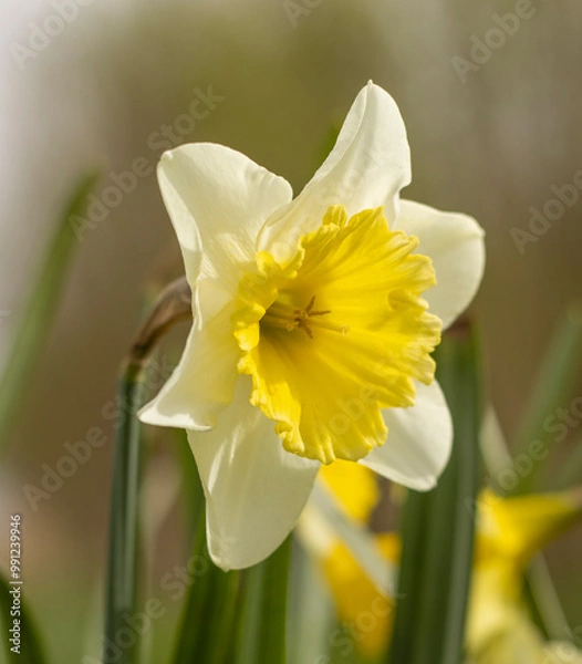 Obraz Glockenblume