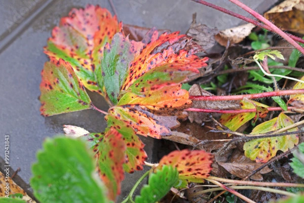 Obraz Red spotted autumn strawberry leaf