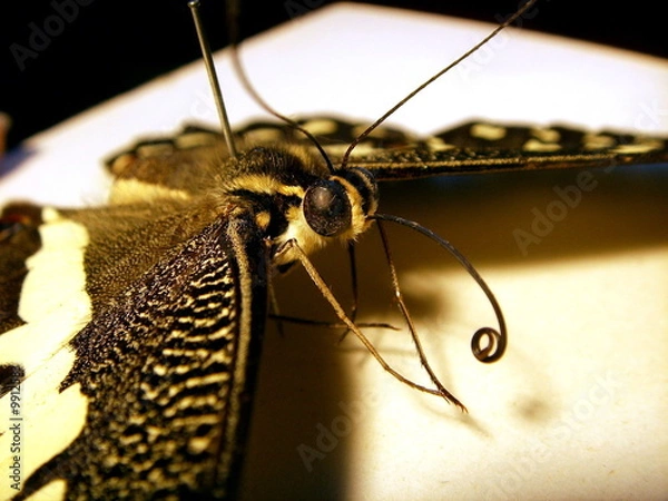 Fototapeta Proboscis.