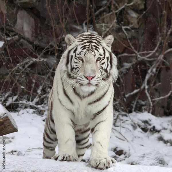 Fototapeta Gaze of a white bengal tiger, stepping over the fallen tree in snowy forest. The most beautiful animal and very dangerous beast of the world. This severe raptor is a pearl of the wildlife.