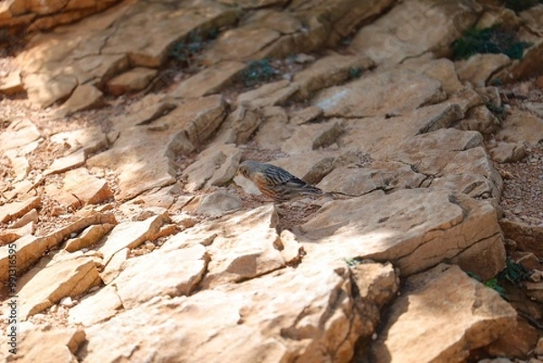 Obraz Bird on the rock