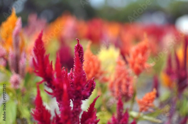 Fototapeta けいとう