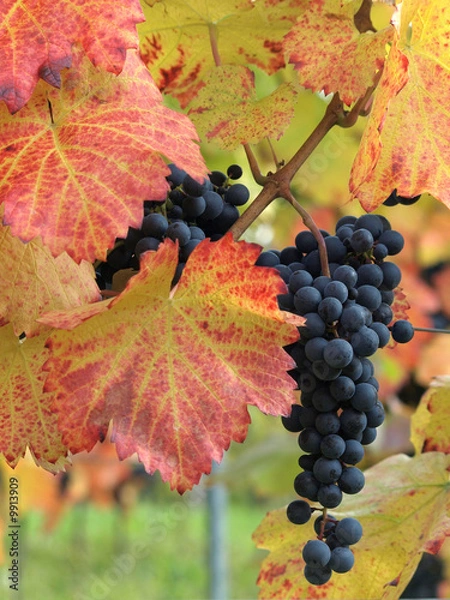 Fototapeta Trauben am Rebstock