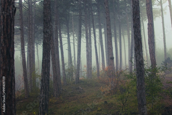Obraz misty autumn forest in the morning
