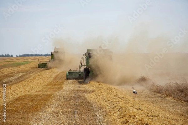 Obraz Herons and combine harvester on mown stubble.