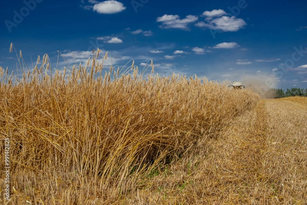 Obraz A combine harvester mows a field of wheat