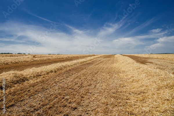 Obraz Field of mown wheat against blue sky
