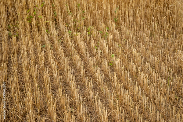 Obraz On the field rows of stubble of mown wheat texture