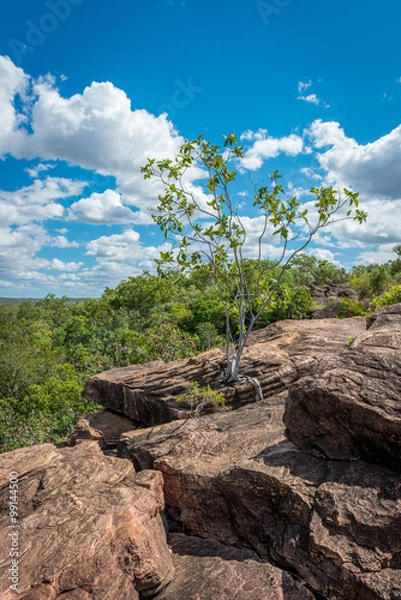 Fototapeta Tree between Rocks, Mitchell  Plateau, Western Australia