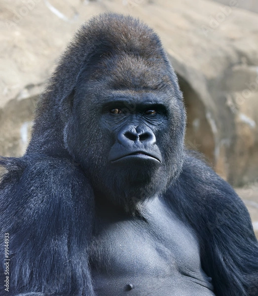 Fototapeta Bust portrait of a gorilla male, severe silverback, on rock background. Menacing side look of the great ape, the most dangerous and biggest monkey of the world. The chief of a gorilla family..