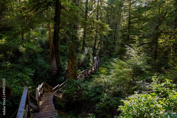 Fototapeta rainforest trail